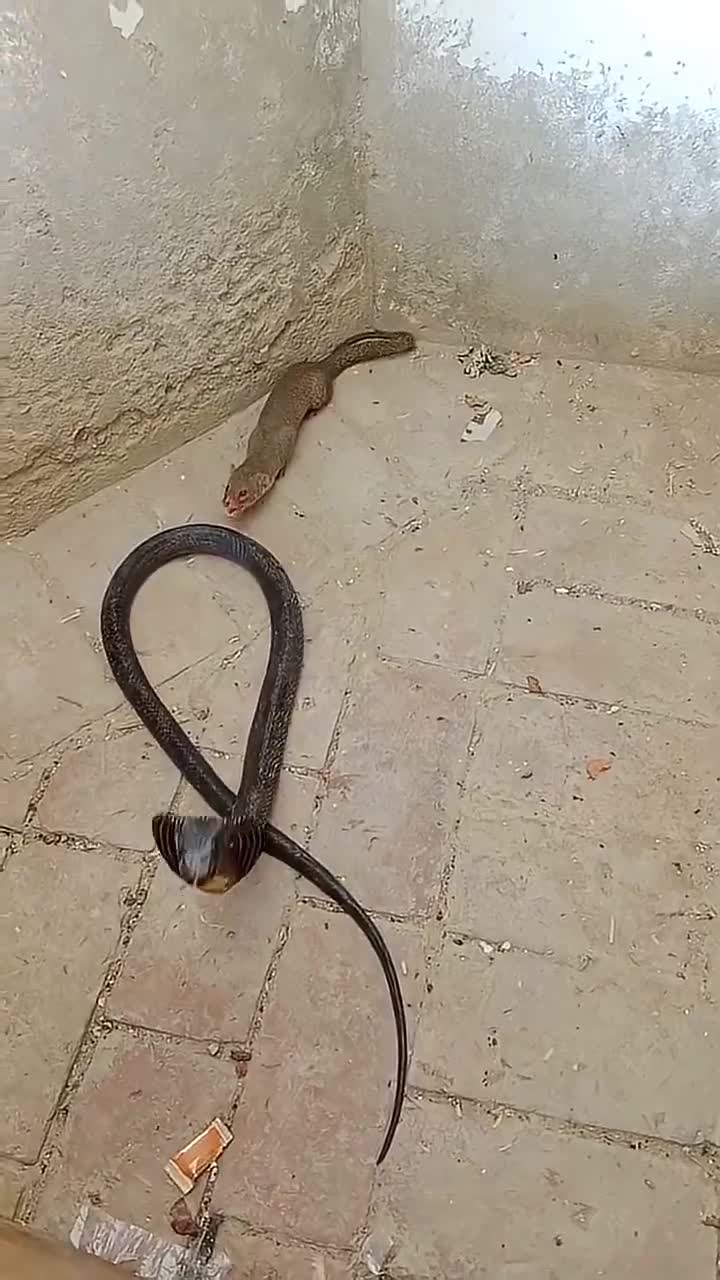 Prédateur vs proie.