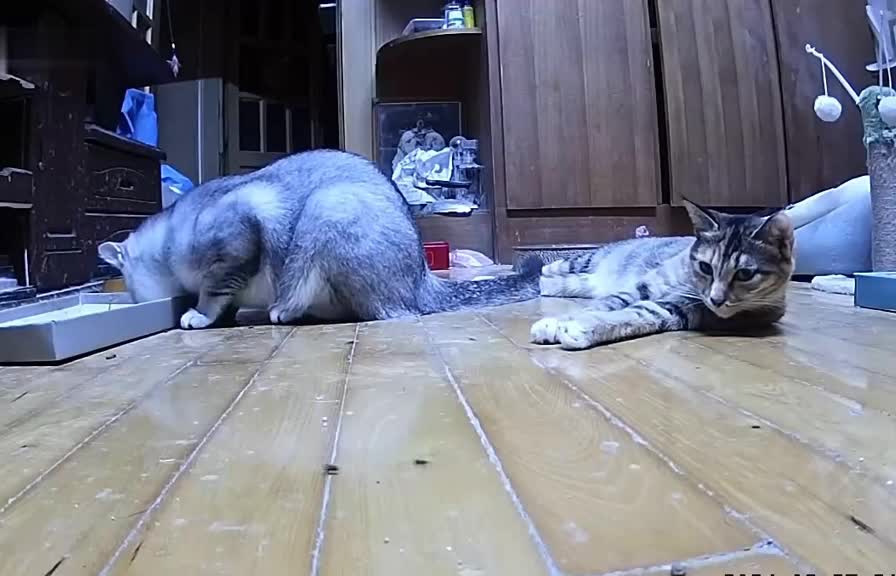 Effet papillon on connait , et l'effet mouche ?