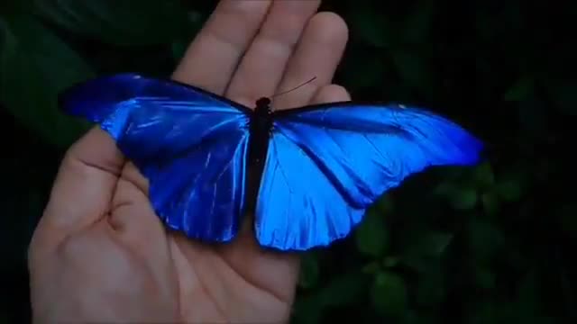 Le Morpho Bleu, Morpho Menelaus