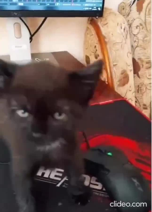 Quant tu as un seul mot à ton vocabulaire, mais que t'es tellement con, que t'arrives pas à la prononcer correctement...