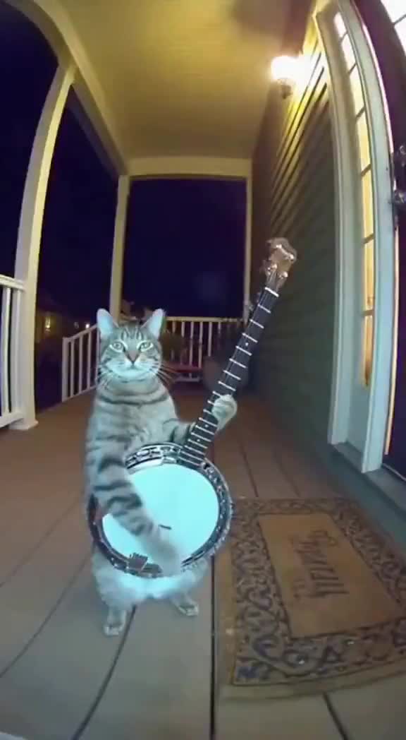 Les chats, ces connards.