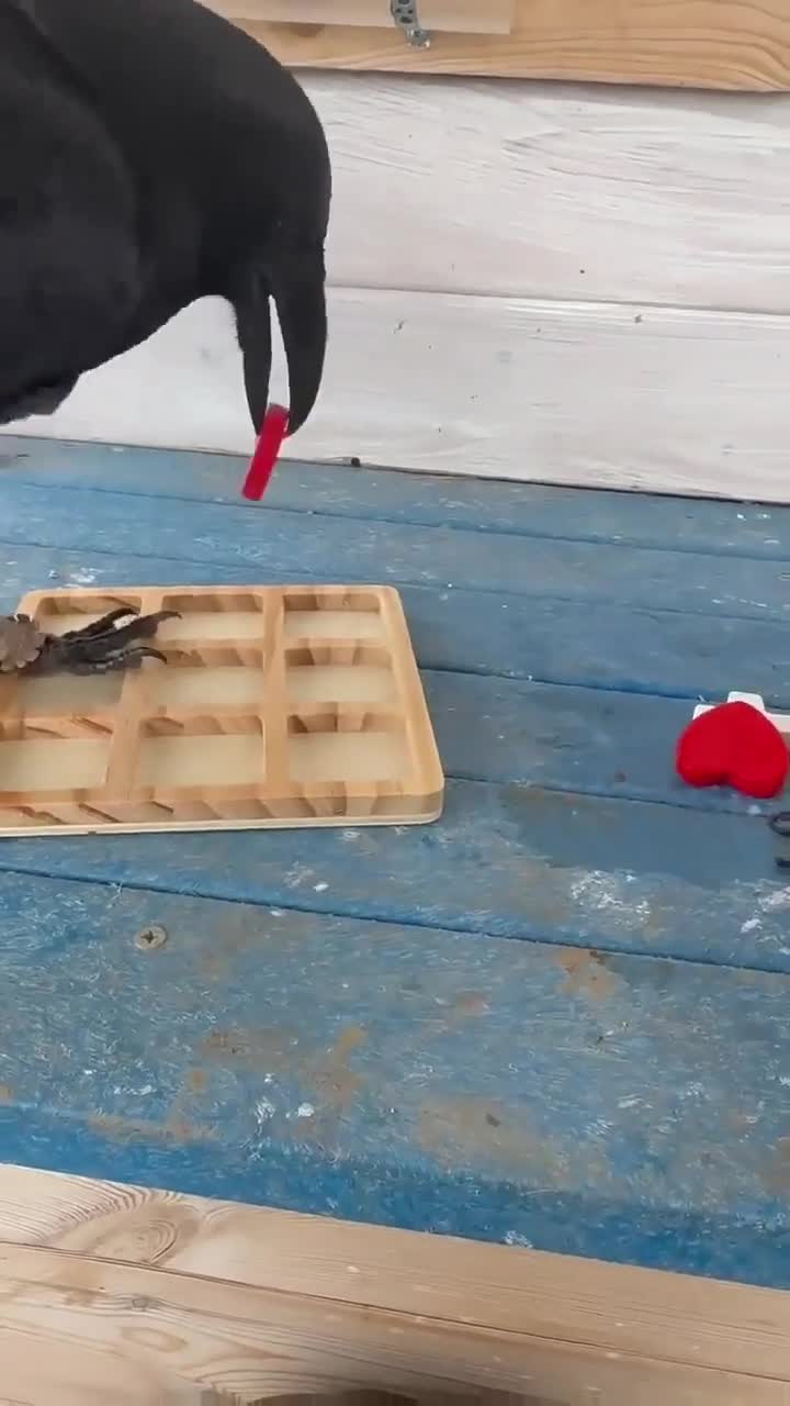 Le corbeau et le morpion