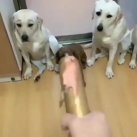 Tfaçon c'est toujours la faute du bronzé