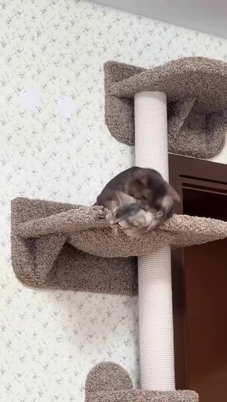 FDP naturel comme Scar