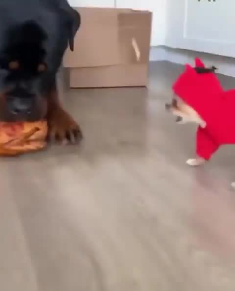 Trump vs Micron be like...