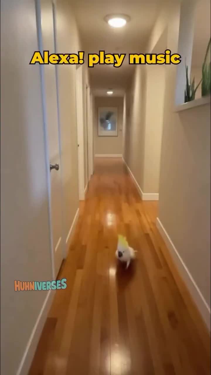 Pour ma part le truc finit sur une broche dans le four le lendemain