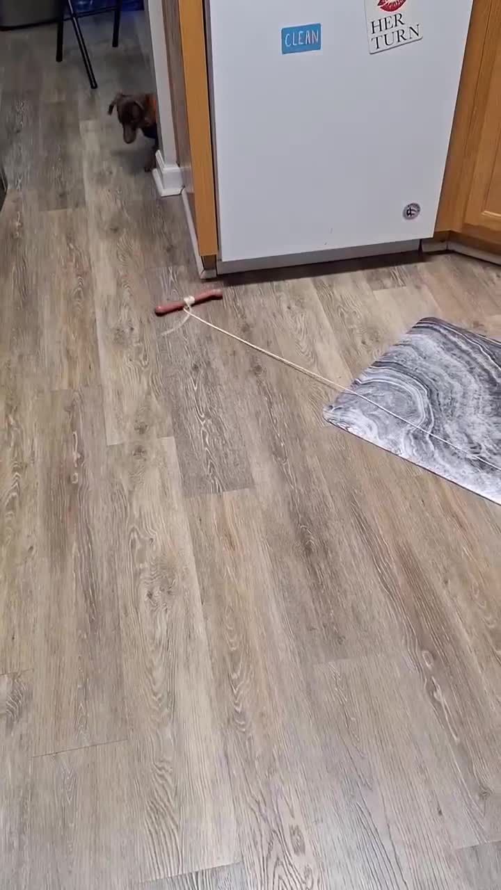 Occuper son chien pour le week end