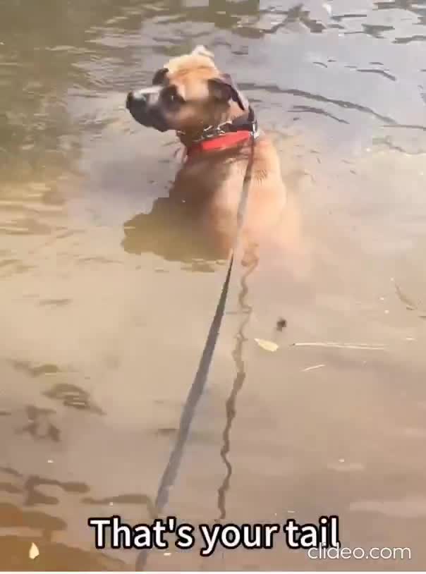 C'est pas les plus futés de la meute...