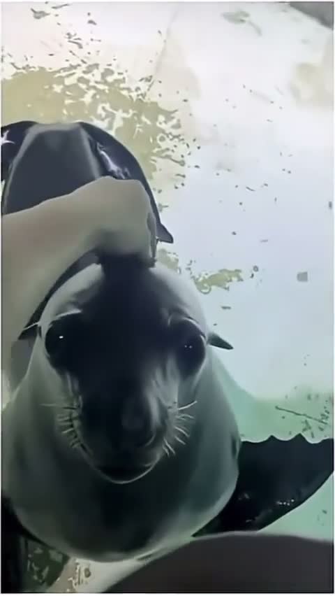 J'ai toujours pensé que c'était de la peau