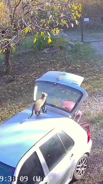 On ne présente plus cette race de bâtards