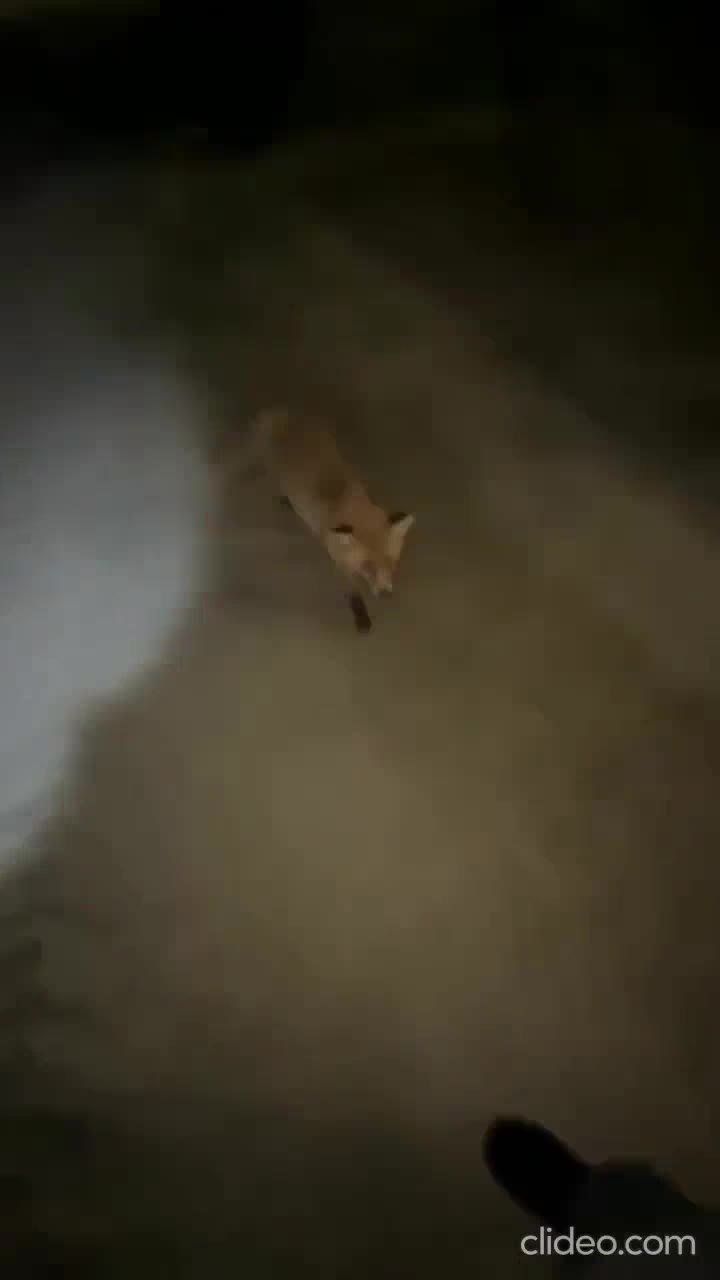 Attaque d'un renard enragé