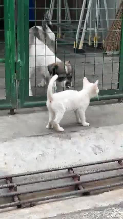 Faire d'une pierre deux coups (Dog Style)