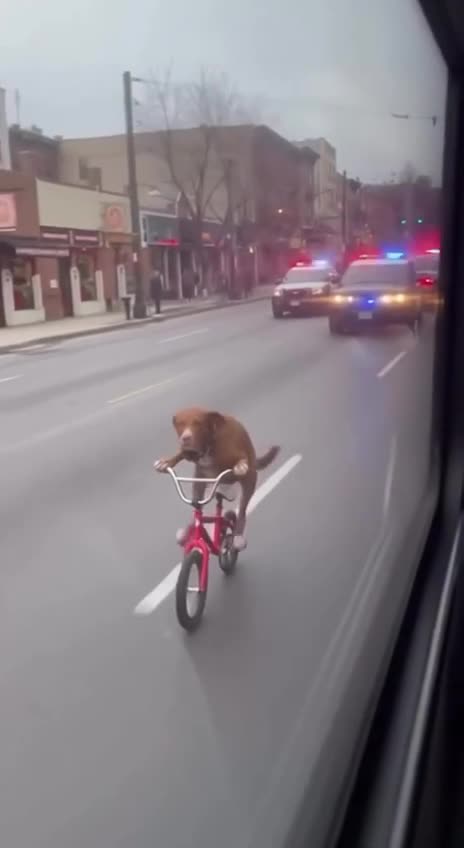 Je met ça là , c'est peut être fake .