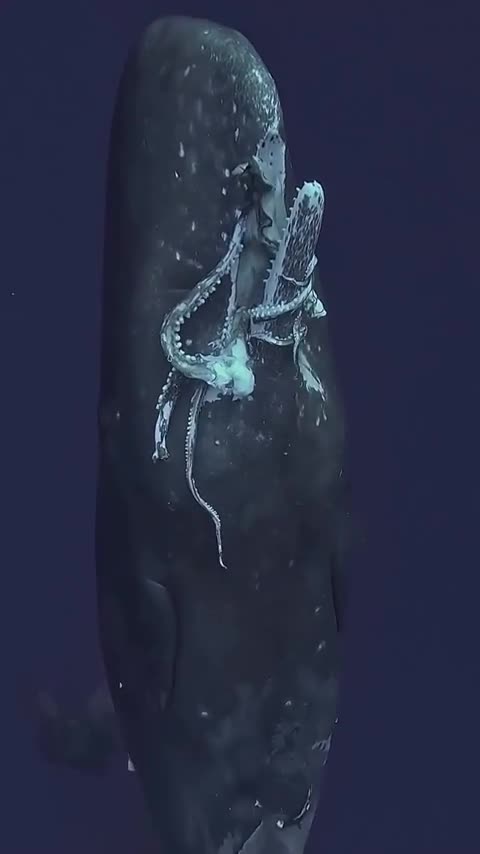 Un cachalot remonte à la surface avec un calmar géant dans la gueule