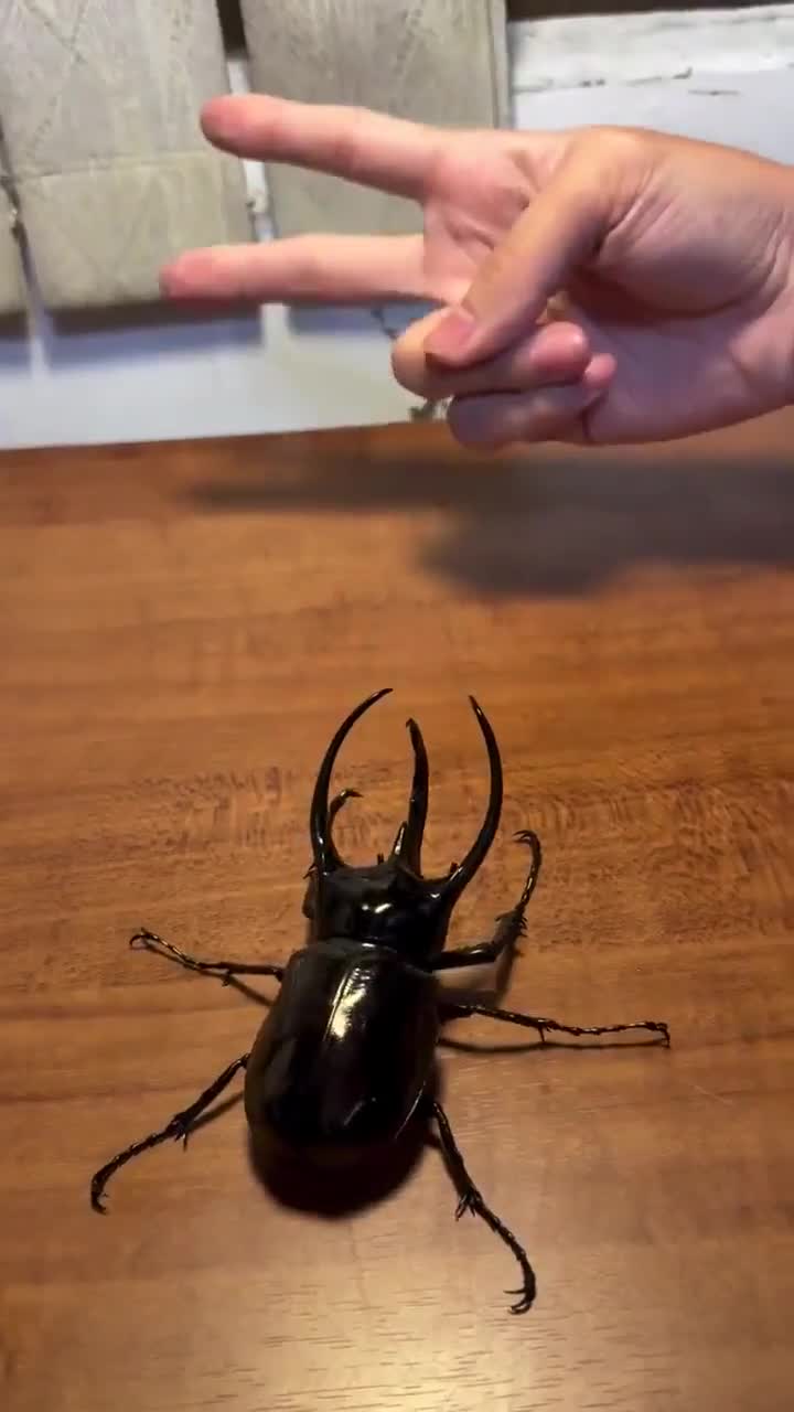 Ceci n'est pas un jouet