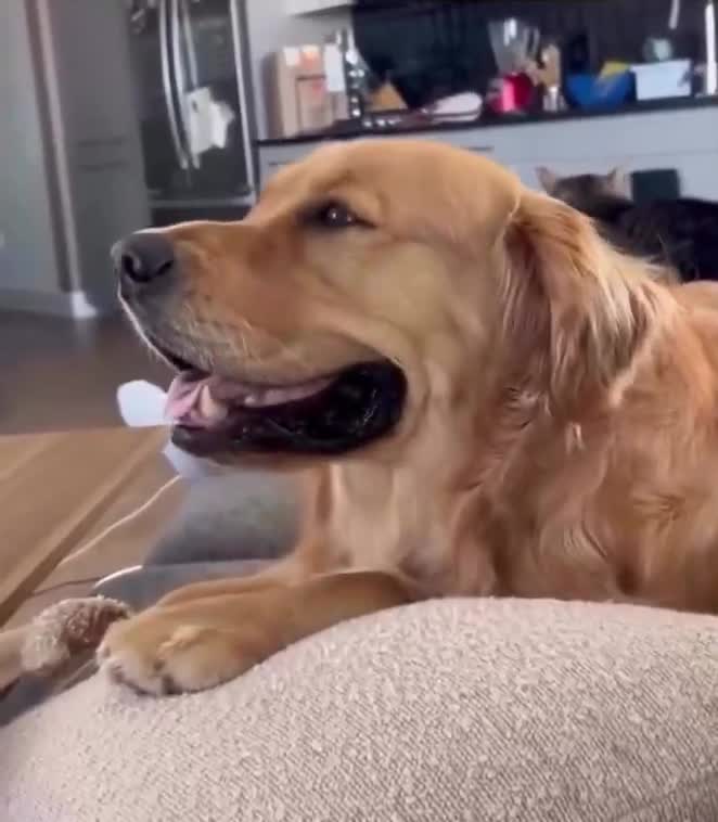 L'attitude du chien est révélatrice, même les autres animaux savent qu'il faut se méfier de ces fils de pute !!!