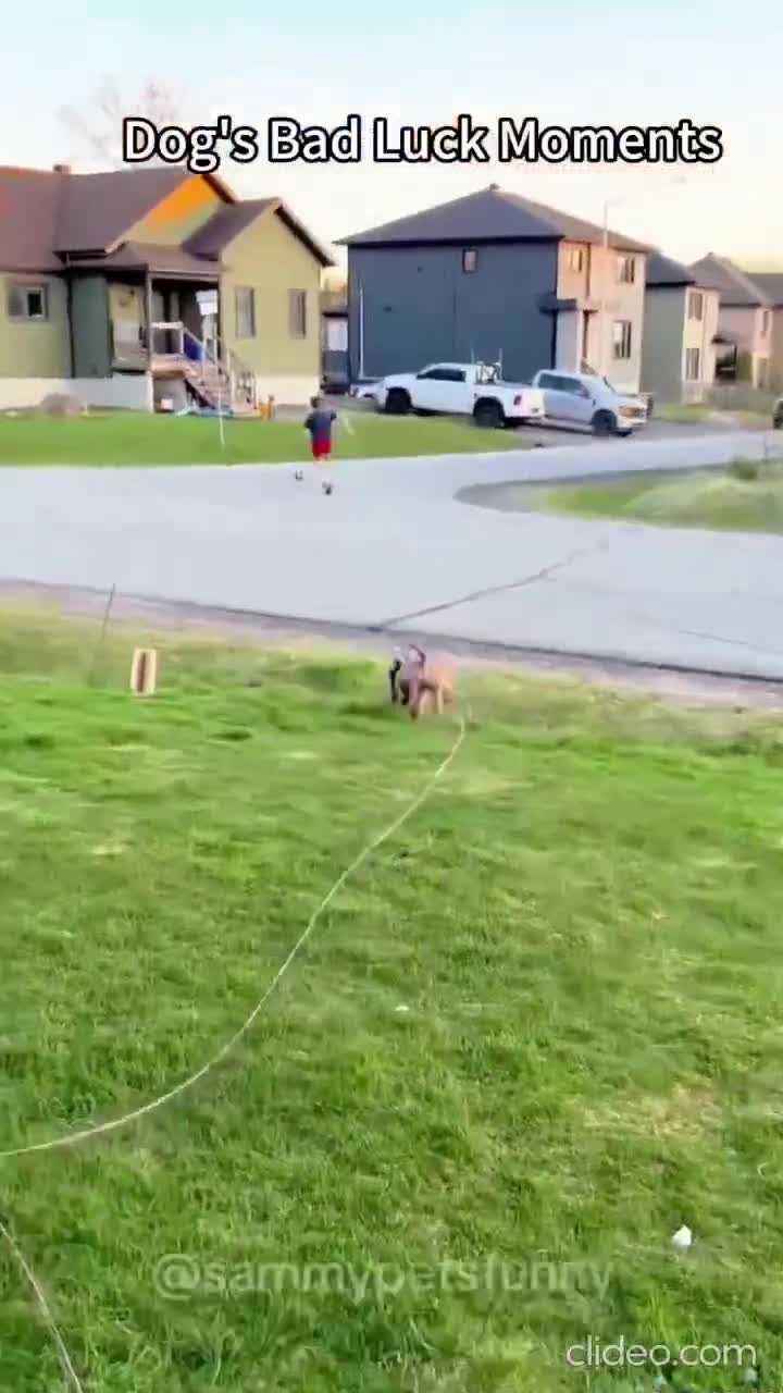 Vivre comme si le véto ne coutait rien...