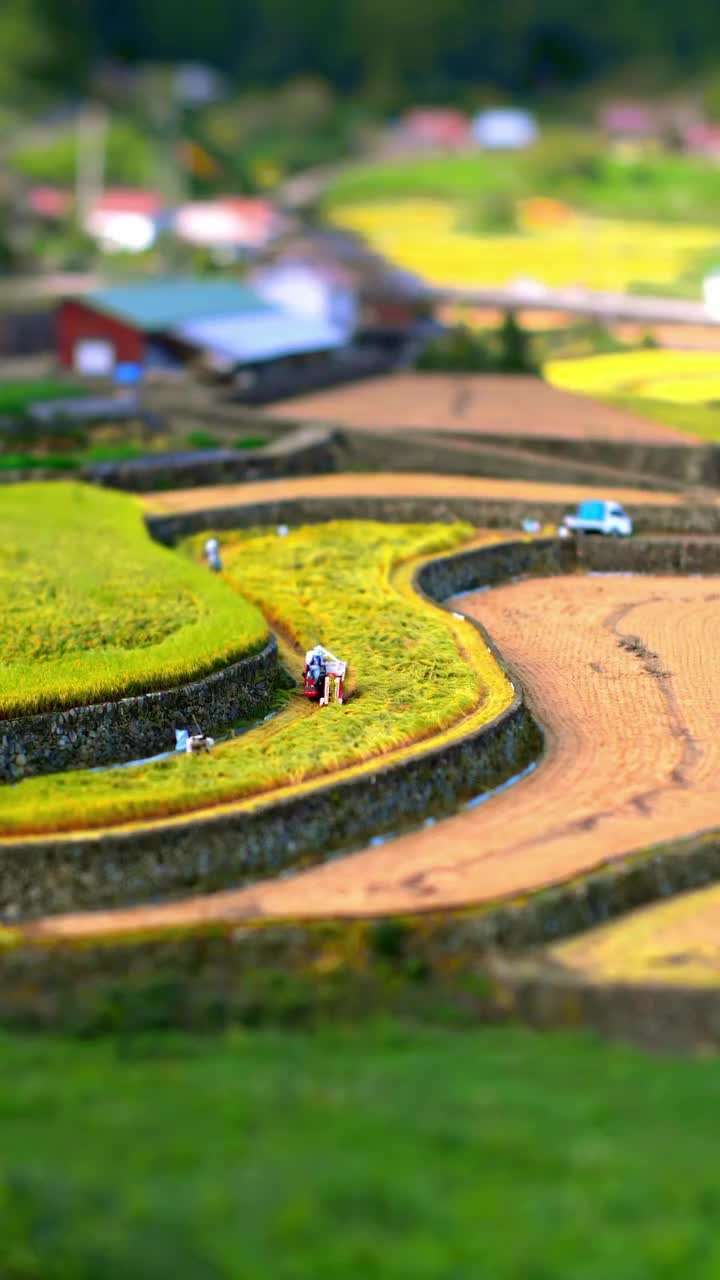 Tiltshift d'une Rizière.