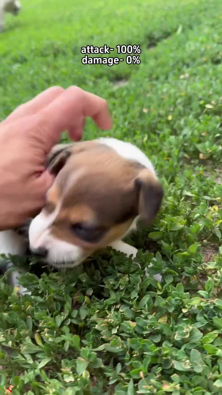 Attaque 100% - Dommage 0%