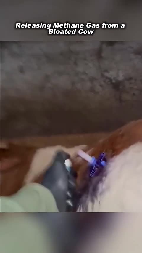Libération du méthane d'une vache balonnée