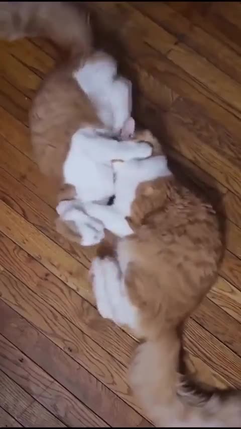 Y'a sûrement une raison