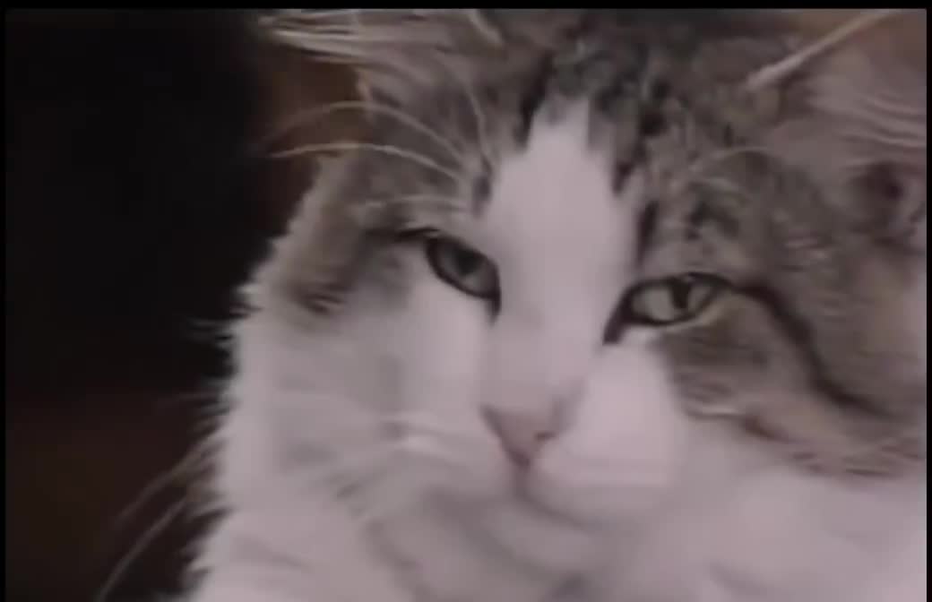 Notre maître à tous