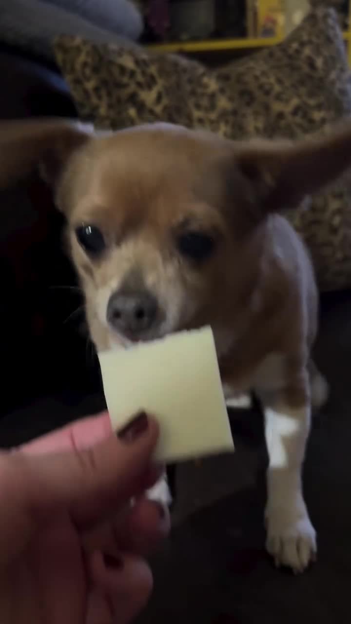 Quand tu ressembles à rien et que t'as plus un chicos...