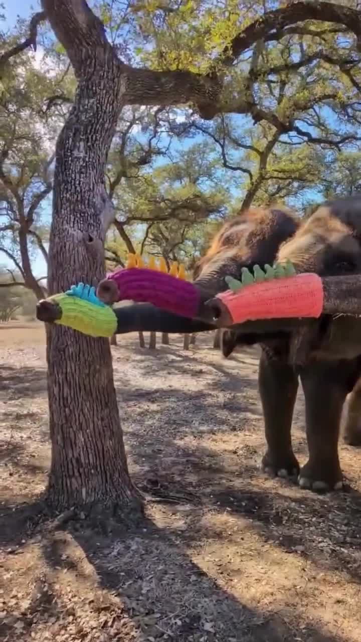 Pachydermosaurus Rex