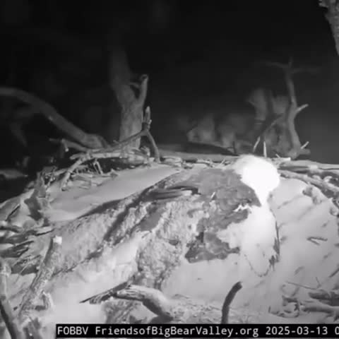 Maman aigle protège ses petits de la tempête hivernale
