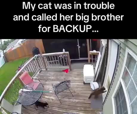 Quand t'appelles ton grand-frère pour te défendre