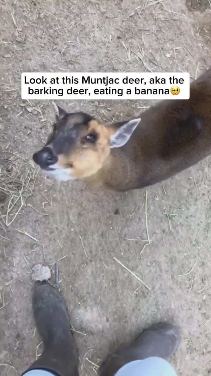 Cervidés de Muntjacs.