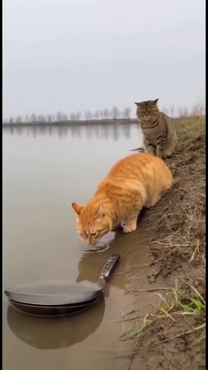 Le Comité Contre les Crocodiles présentent :