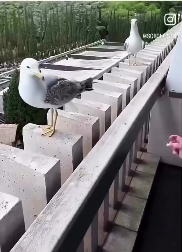 Anthropomorphisme: se foutent pas un peu de sa gueule quand même?