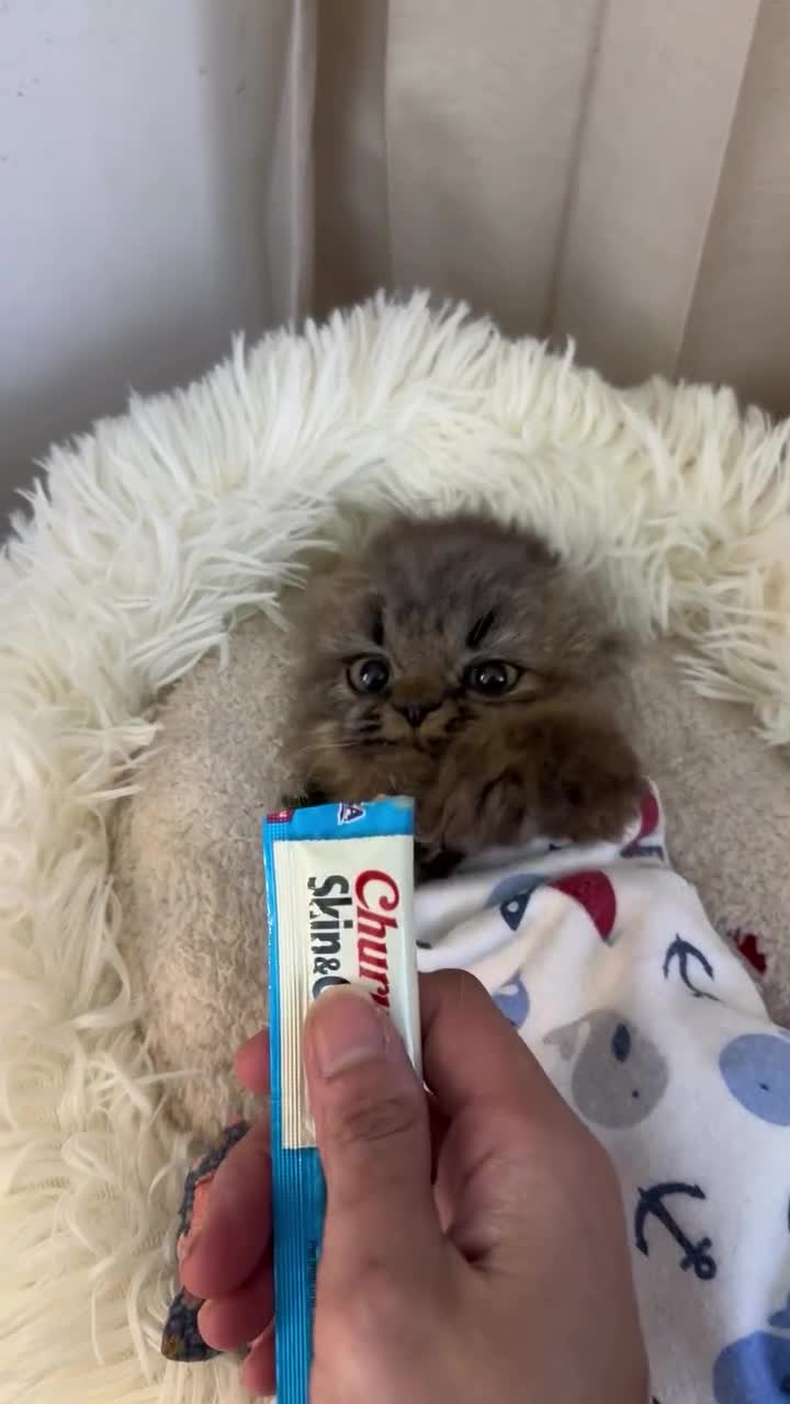 Ne pas nourrir après minuit.