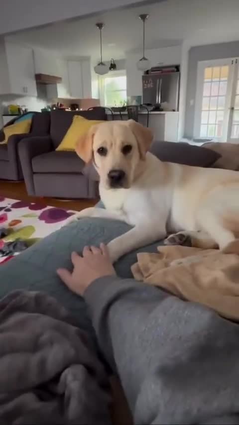 Moi ! Non c'est moi !