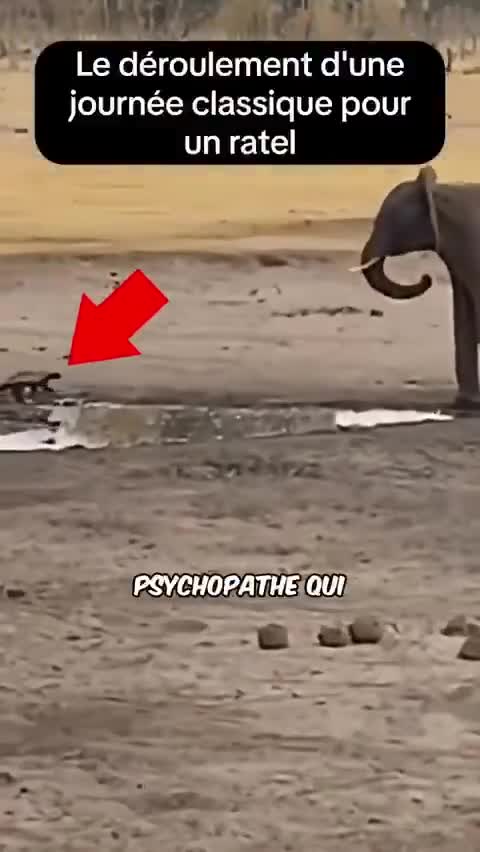 Le ratel (qu'on ne présente plus)