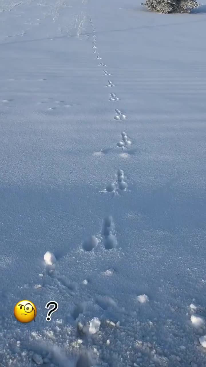 Mais quel animal dégénéré a bien pu laisser ce genre de traces? ...