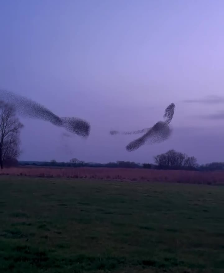 Ballet crépusculaire.