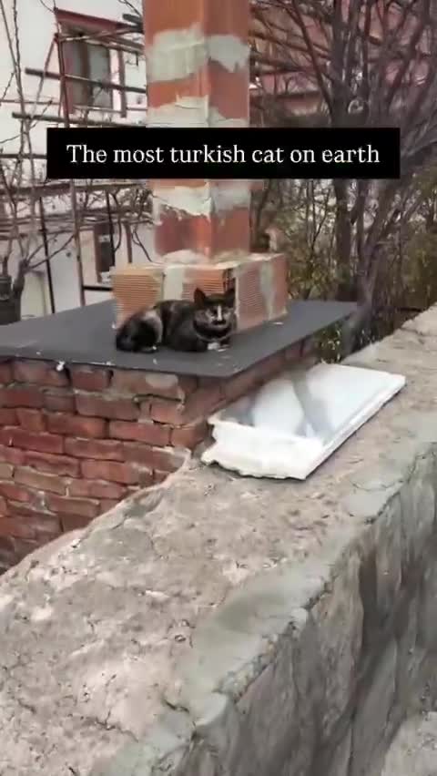 Turkish Cat