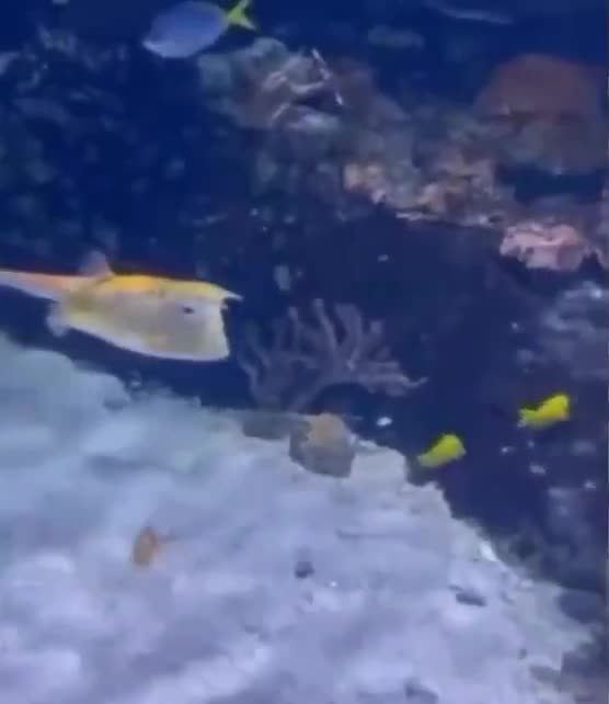 Un poisson trump