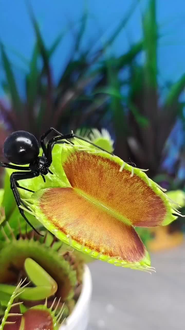 Une dionée attrape-mouche gobe une veuve noire