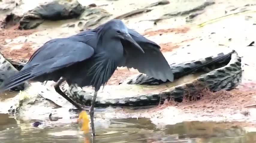 L'oiseau (une grande aigrette?) déploie ses ailes comme un parapluie pour créer une zone ombragée. Cette technique, appelée pêche sous le couvert, attire les poissons qui cherchent refuge contre le soleil.
