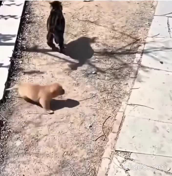 Dogo Drift.