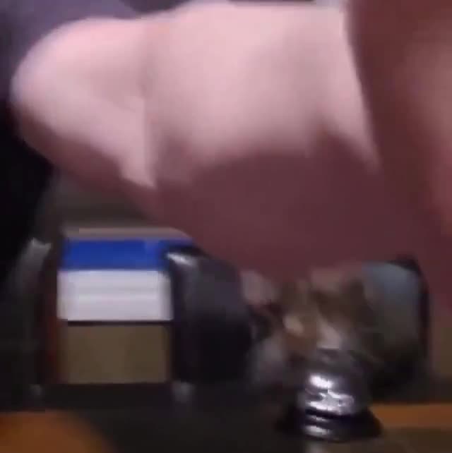 Un chat et son propriétaire. Ah ah... bande de soumis.