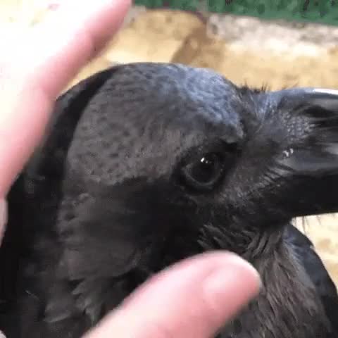 L'oreille de maître corbeau