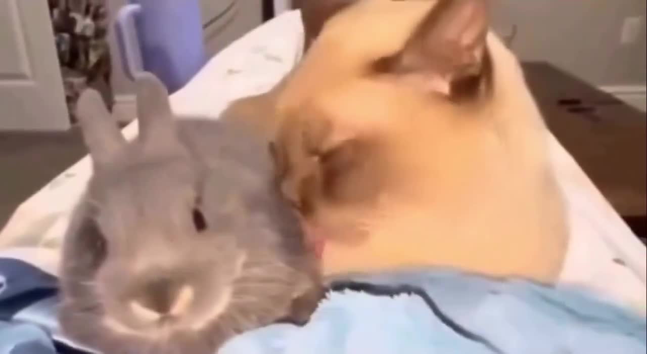 Faible est le lapin qui aime les chats