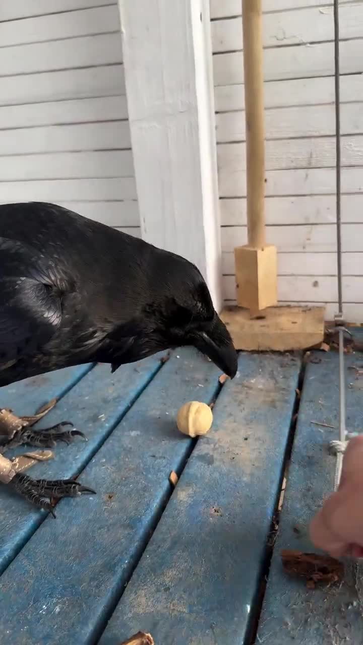 Maître Corbeau.