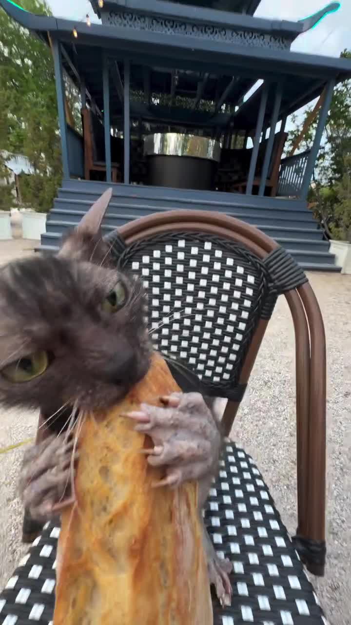 Et après venez pas me dire que c'est pas un... PUTAIN... DE GREMLINS !!!