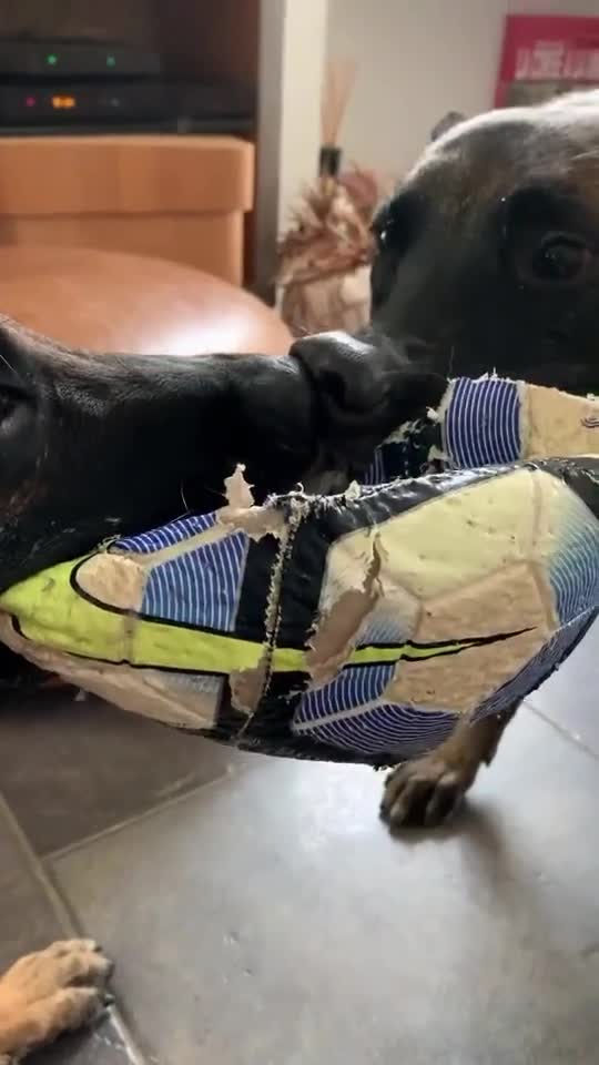 Typical Malinois