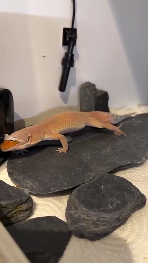 La mue d'un Gecko Léopard